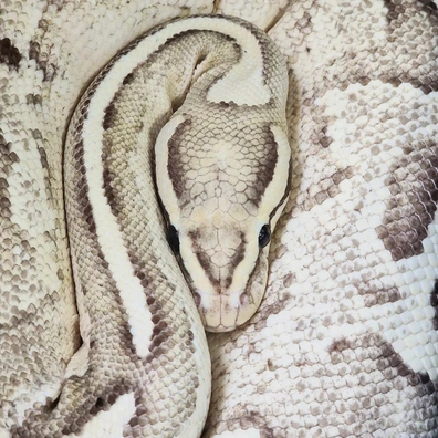 PB Disco Inferno Ball Python - female for sale from Berserker ball pythonz