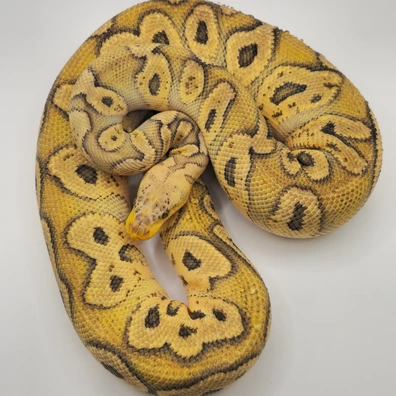 Pastel GHI Clown Ball Python - male for sale from Berserker ball pythonz