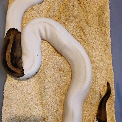 Pied Ball Python - female for sale from Berserker ball pythonz