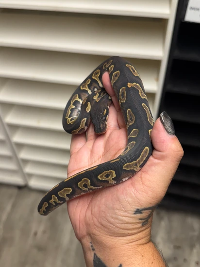 Super Blackhead Ball Python by MB Exotics