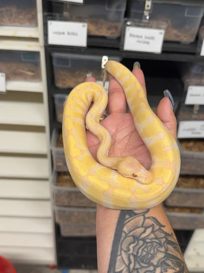 Picture of Enchi Candino Ball Python by MB Exotics