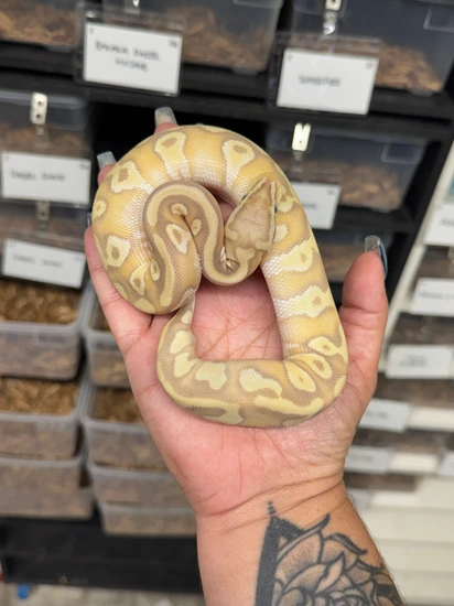 Pastel Mocha Ball Python Pastel Banana Enchi Mocha Ball Python by MB Exotics