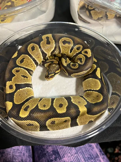 Chocolate Ball Python by Slytherdor Morphs MB LLC