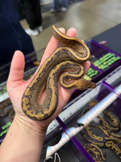 GHI Chocolate Pinstripe Het Hypo Ball Python by Slytherdor Morphs MB LLC