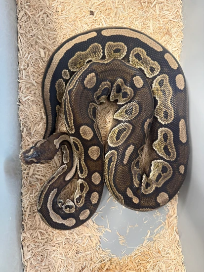 Russo Cinnamon Ball Python by Slytherdor Morphs MB LLC