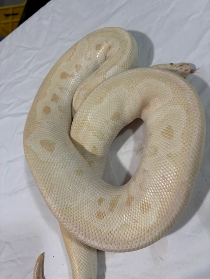 Banana Clown Poss Enchi 50% Het Pie Bald Ball Python by Ball Bro Designs