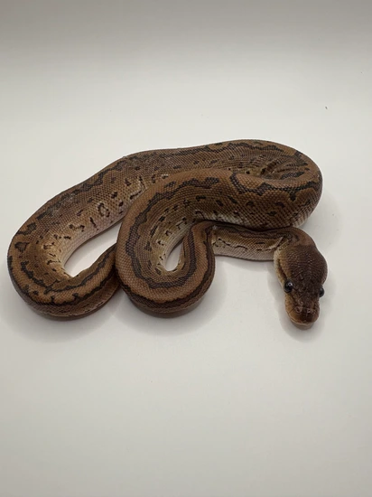Jigsaw B1-1 Ball Python by Ball Bro Designs
