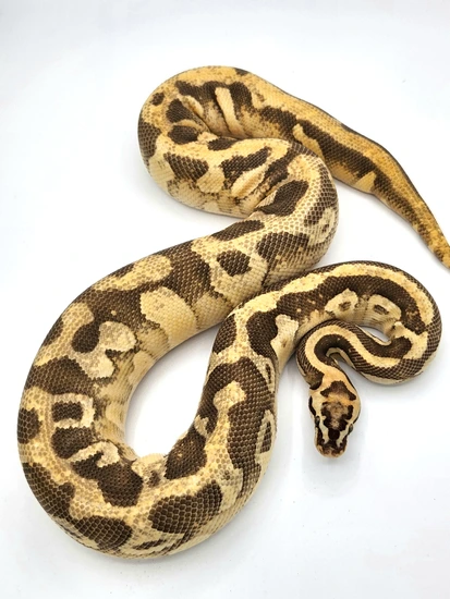 PB Static Lesser Enchi Pastel Ball Python by Carranza Family Royals