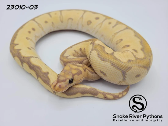 Banana Clown (Female Maker) Ball Python by Snake River Pythons
