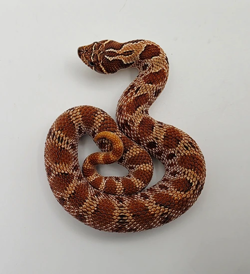 Raging Red Roo Raging Red X Extreme Red Conda Het Albino 50% Axanthic Western Hognose ...