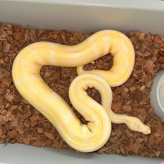 Enchi Albino Het. Pied Ball Python by Big Borg Reptiles