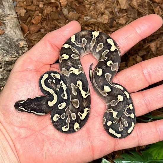 GHI Lesser Ball Python by Big Borg Reptiles