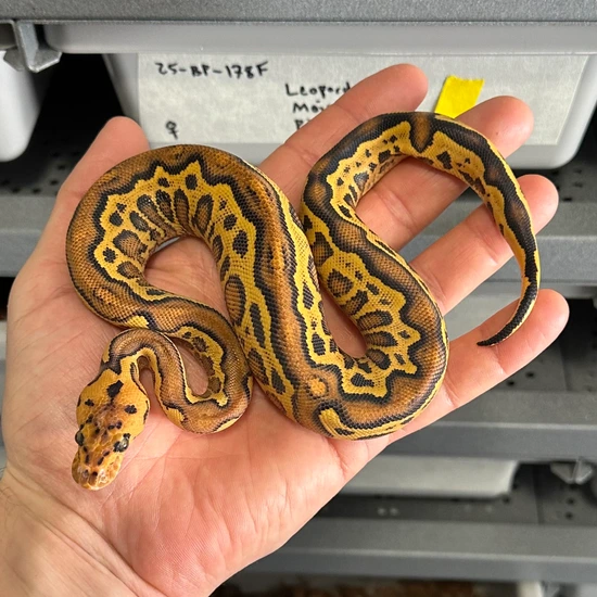 Leopard Freeway Clown Ball Python by Big Borg Reptiles