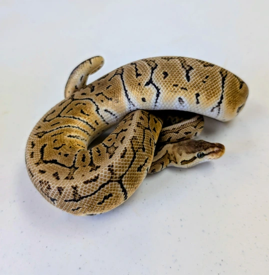 Lemon Blast Het Sunset Ball Python by Motor City Reptile