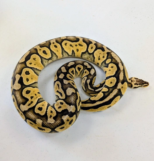 Super Pastel Xtreme Het Sunset Ball Python by Motor City Reptile