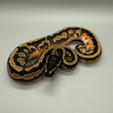 Yellowbelly Leopard Piebald Ball Python - female for sale from Mears Morphs