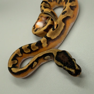 Enchi Poss Yellowbelly Piebald Ball Python - male for sale from Mears Morphs