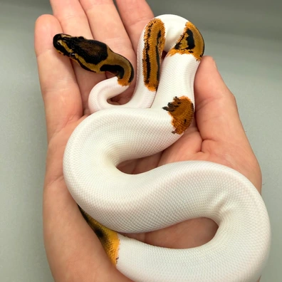 Orange Dream Yellowbelly Leopard Pied
