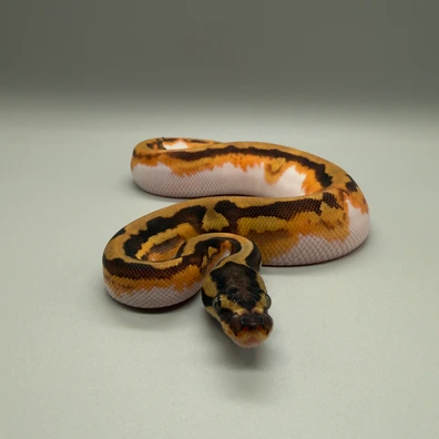 Enchi Orange Dream Yellowbelly Pied