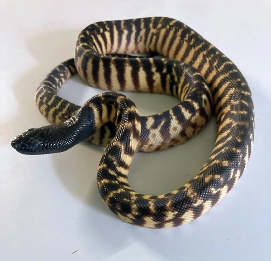 2025 Black Headed Python Black-Headed Python by Meeker Ranch