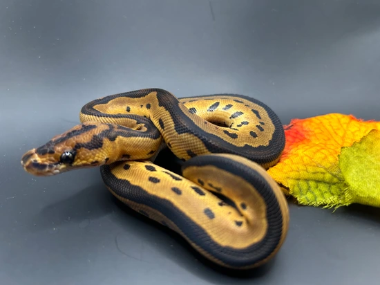 Blade Clown Ball Python by Rochester's Royals