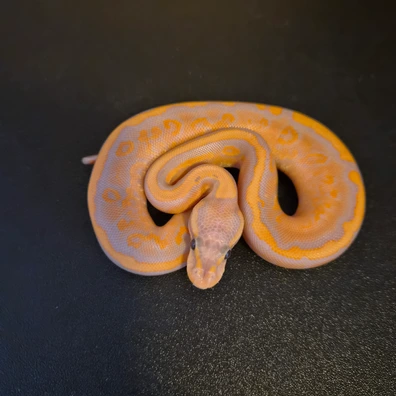 Banana Bp Rs Yb 66% Clown 66% Pied Ball Python - male for sale from M&N Morphs
