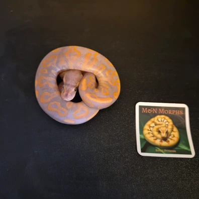 Banana Bp Yb 66% Clown 66% Pied Ball Python - male for sale from M&N Morphs