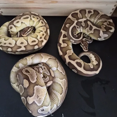1.2 Ph Monarch Clown Ball Python - female for sale from M&N Morphs