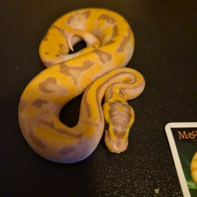 Banana YB Pied Ball Python - male for sale from M&N Morphs