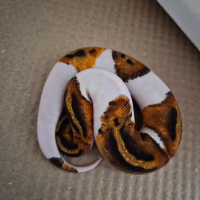 Yellowbelly Pied Ball Python - female for sale from M&N Morphs