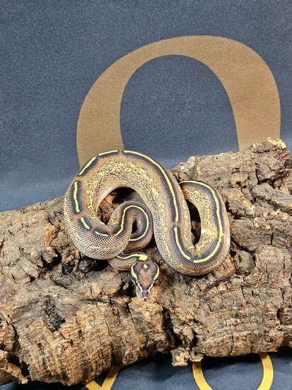 ♂️ Freeway Het Pied 66% Het Clown Ball Python by J&E Exotics