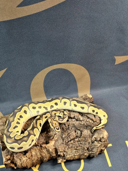 ♀️Super OD Clown Ball Python by J&E Exotics