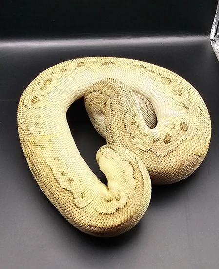 Firefly Cinnamon Ball Python Cinnamon Mojave Firefly Clown Ball Python by Merging Morphs