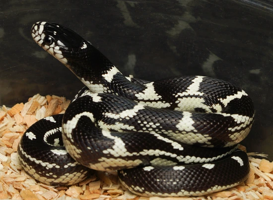Aberrant California Kingsnake by Mesozoic Reptiles