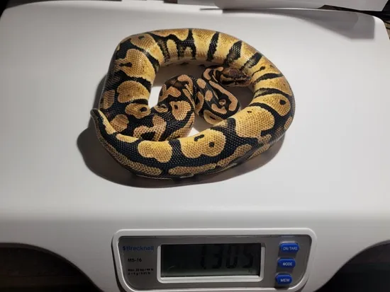 Pastel Congo Ball Python by MetaMorph Reptiles LLC