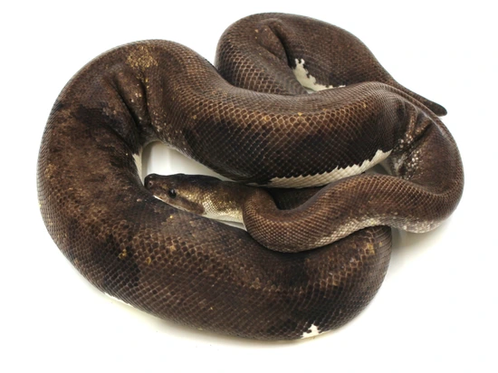 Urban Camo Ball Python by Metazotics