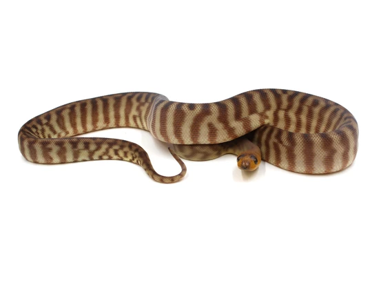 Woma Python by Metazotics