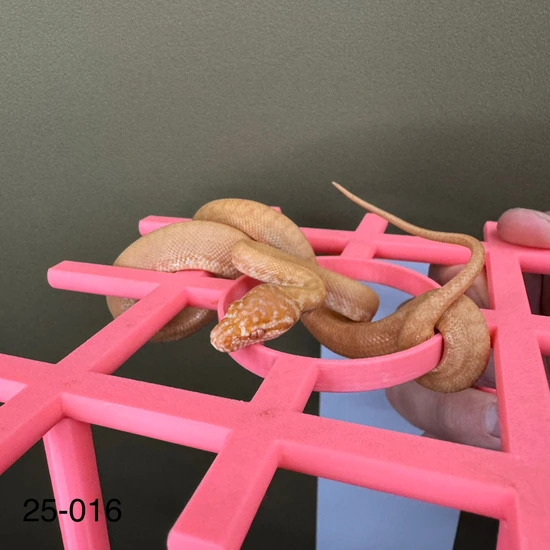 Albino Zebra Other Carpet Python by Moss Family Adventure