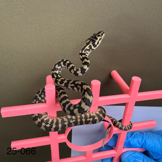 Normal Other Carpet Python by Moss Family Adventure