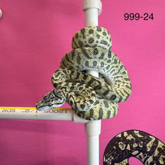 75% Green Tree Python 25% Carpet Python Hybrid Python by Moss Family ...