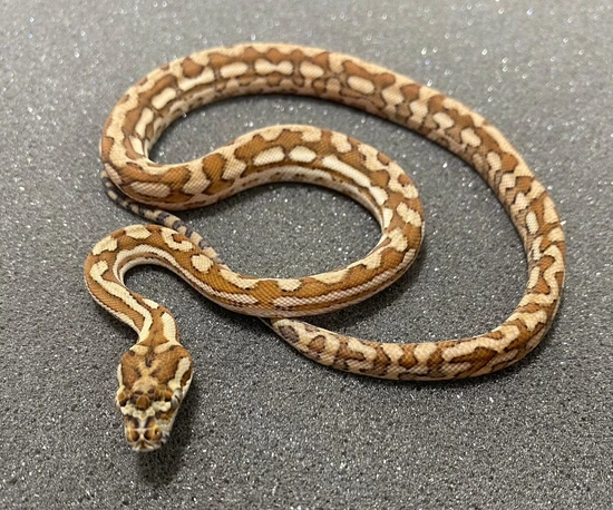 Scream Carpondro 25% GTP Hybrid Python by Moss Family Adventure