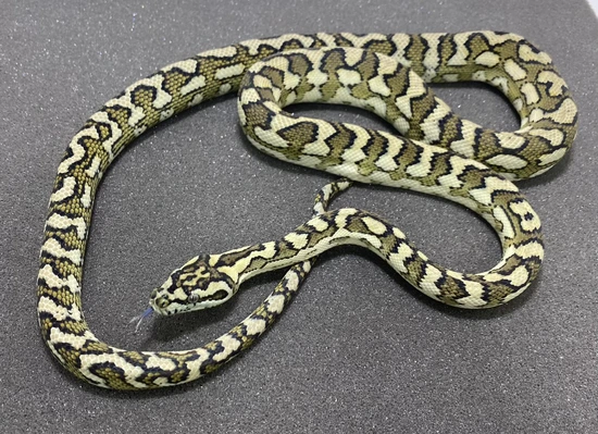 Scream Carpondro 25% GTP Hybrid Python by Moss Family Adventure