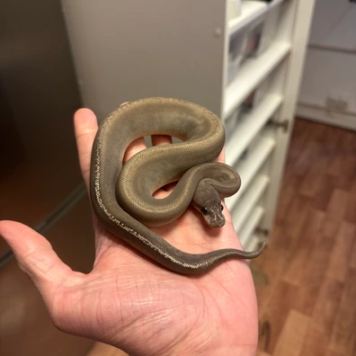 Barnhart Onyx Mahogany Ball Python - male for sale from LUNAE