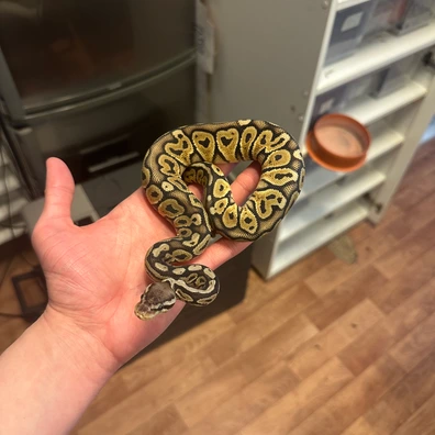 Pastel HRA 50% Het Hypo Ball Python - female for sale from LUNAE