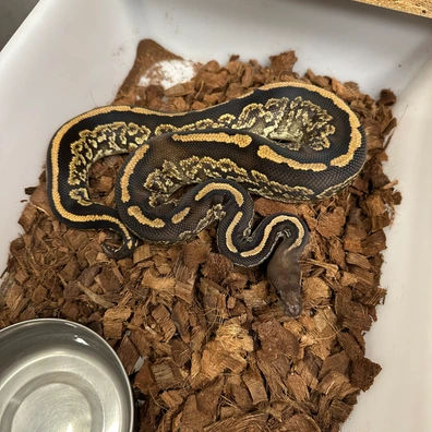 Barnhart Black Pastel Mahogany YB Het Clown