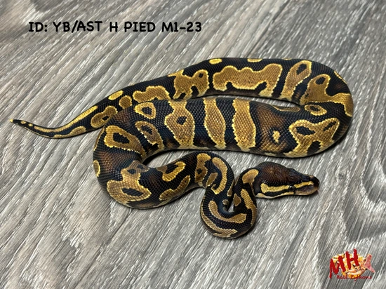 lesser poss yellow belly asphalt female ball python by... Yellow Belly/ Asphalt 100% Het Pied Ball Python by MH Ball Pythons