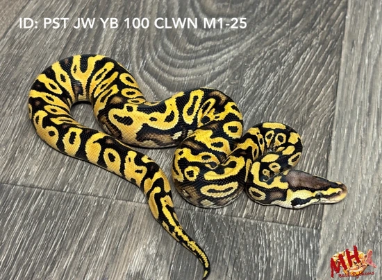 Jungle Woma Yellowbelly Lace 100% Clown Ball Python by MH Ball Pythons