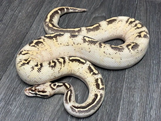 Python Cinnamon Freeway Pastel Freeway Ball Python by MH Ball Pythons