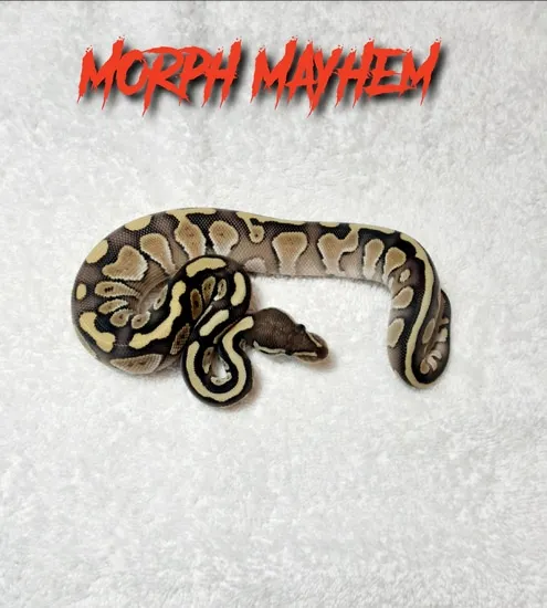 Butter Ball Python by Morph Mayhem LLC