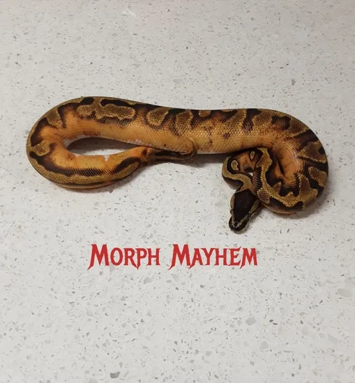 Enchi Pied Ball Python by Morph Mayhem LLC